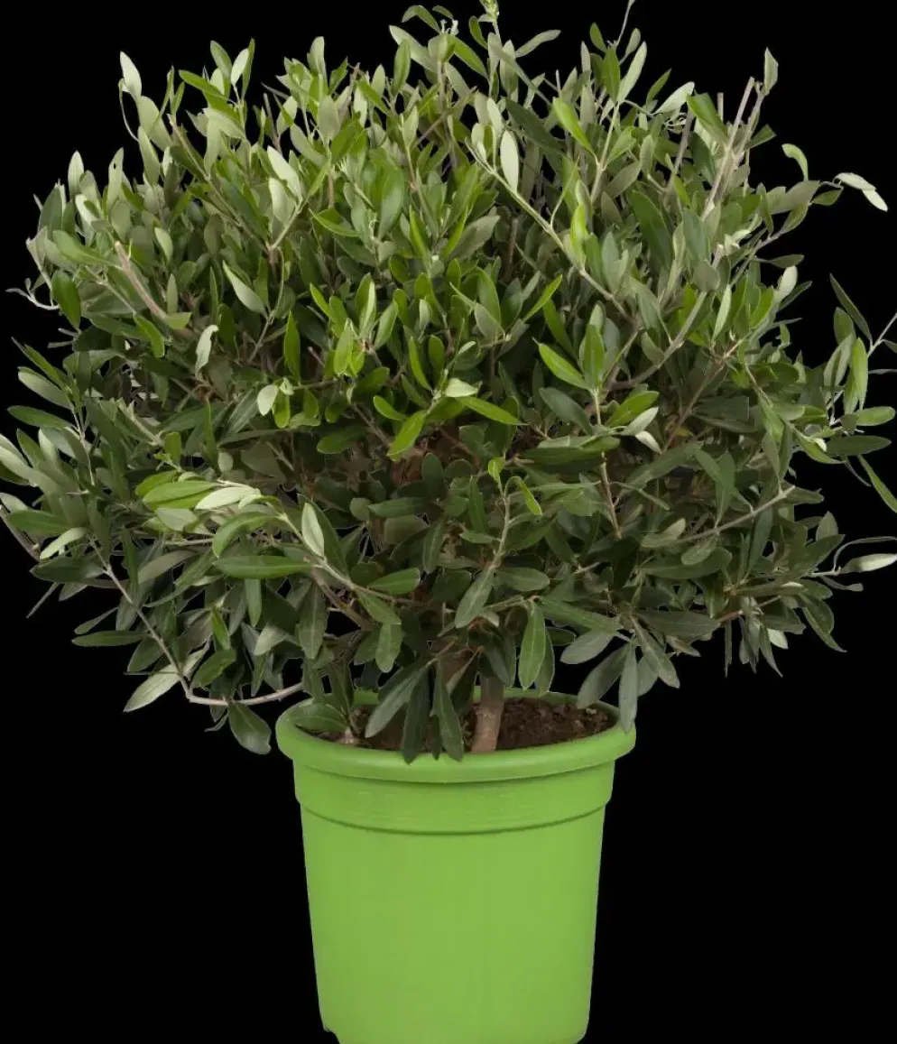Olea europaea (Olijfboom) 180cm