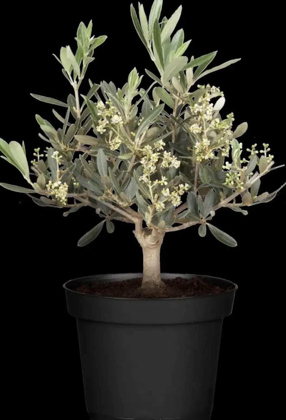 Olea europaea (Olijfboom) 180cm