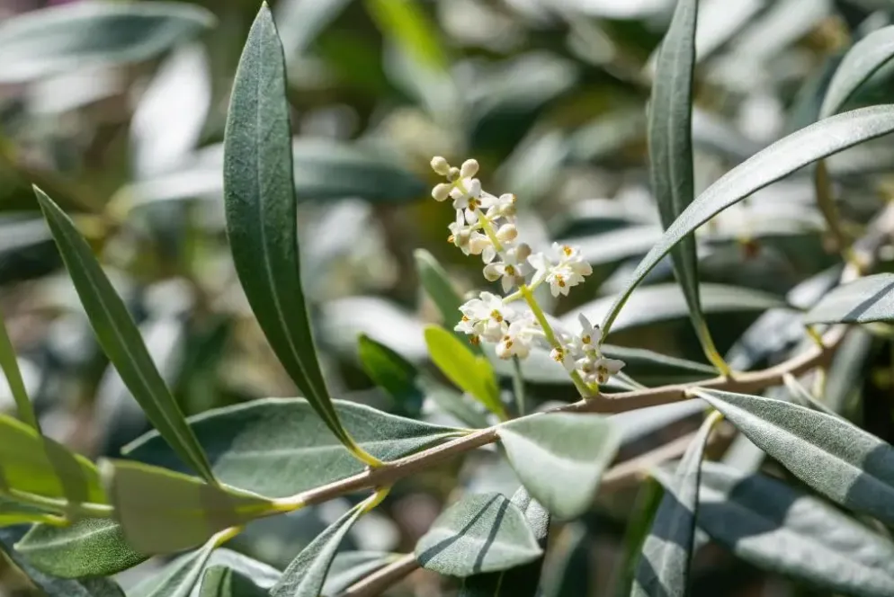 Olea europaea (Olijfboom) 180cm