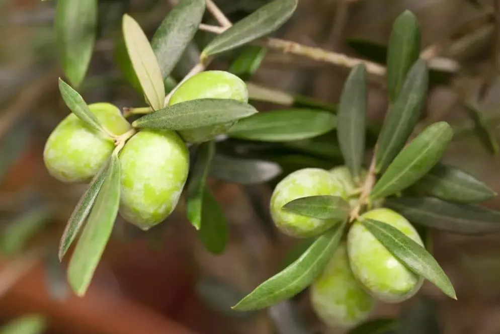 Olea europaea (Olijfboom) 180cm