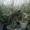 Olea europaea (Olijfboom) oud 180cm