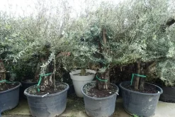 Olea europaea (Olijfboom) oud 180cm