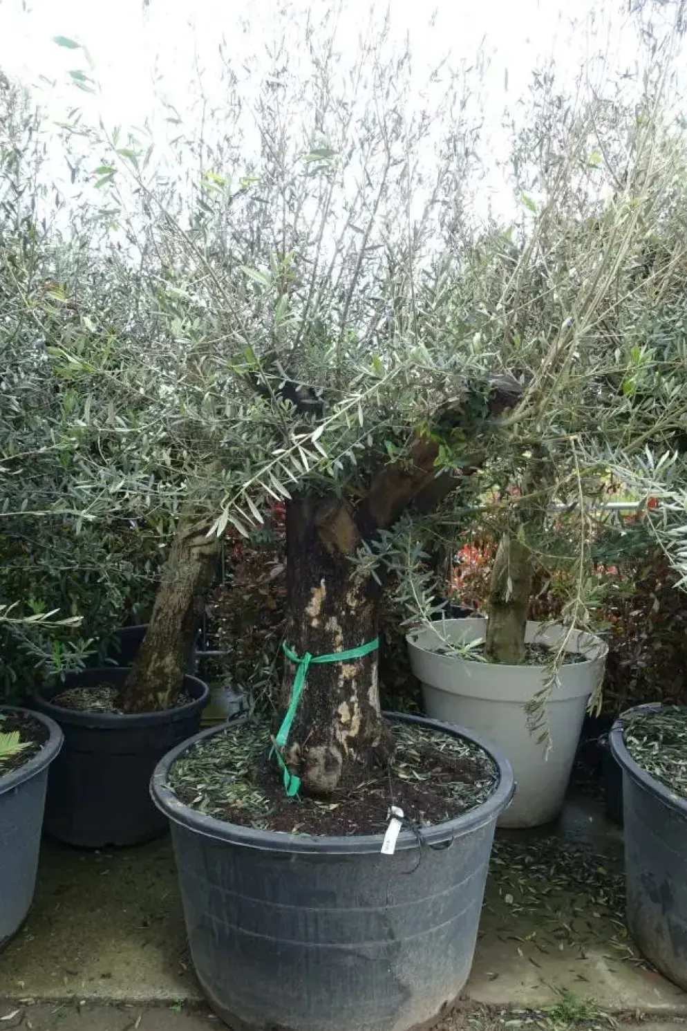 Olea europaea (Olijfboom) oud 180cm
