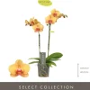 Optistar 'Deshi' (Orchidee) 50cm