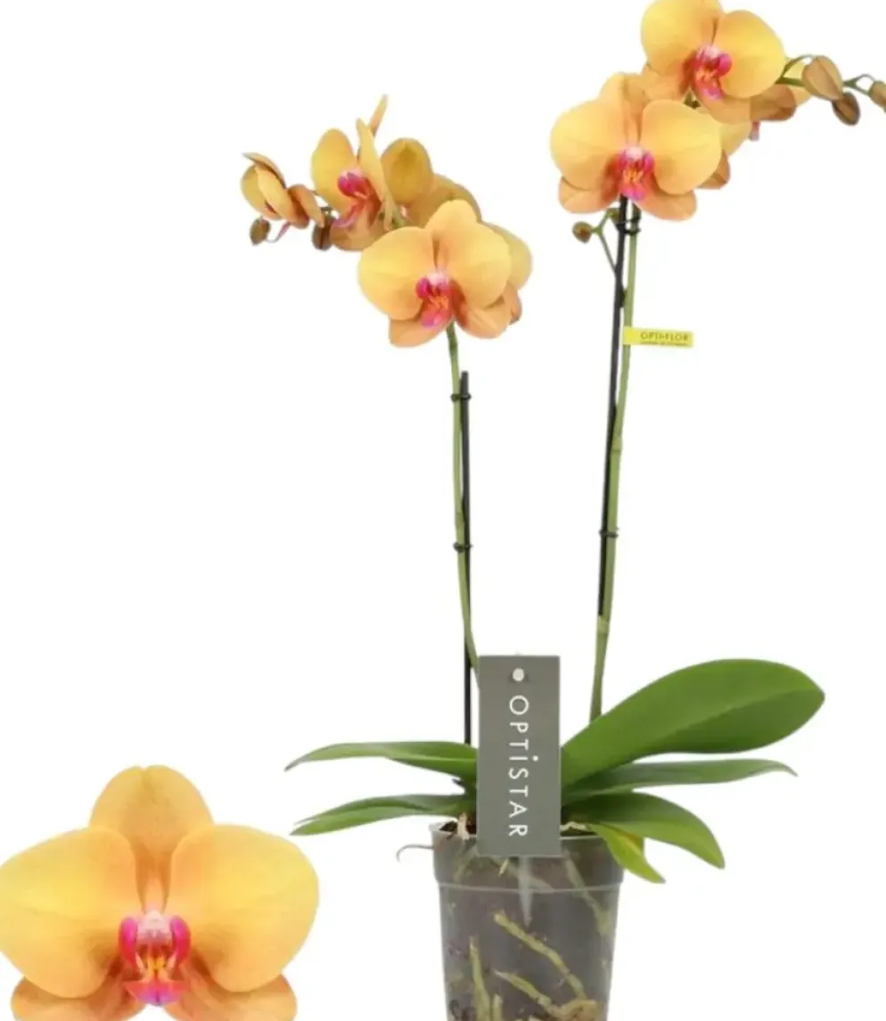 Optistar 'Deshi' (Orchidee) 50cm