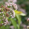 Origanum majorana (Echte marjolein)