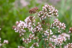 Origanum majorana (Echte marjolein)