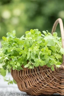 Origanum majorana (Echte marjolein)