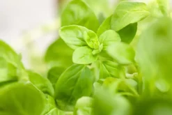 Origanum majorana (Echte marjolein)