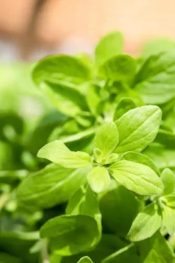 Origanum majorana (Echte marjolein)