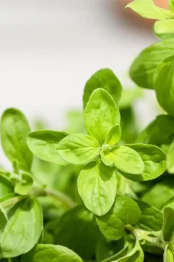 Origanum majorana (Echte marjolein)