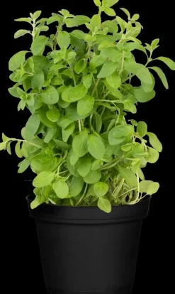 Origanum majorana (Echte marjolein)
