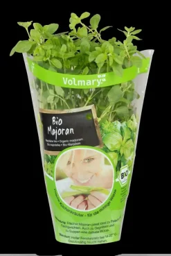 Origanum majorana (Echte marjolein)