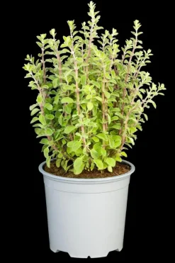 Origanum majorana (Echte marjolein)