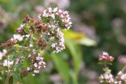 Origanum majorana (Echte marjolein)