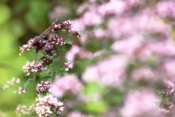 Origanum majorana (Echte marjolein)