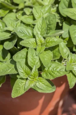 Origanum majorana (Echte marjolein)