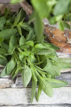 Origanum majorana (Echte marjolein)