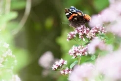 Origanum majorana (Echte marjolein)