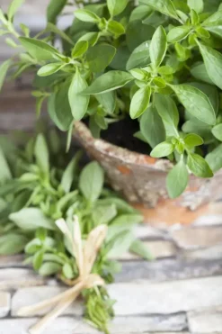 Origanum majorana (Echte marjolein)