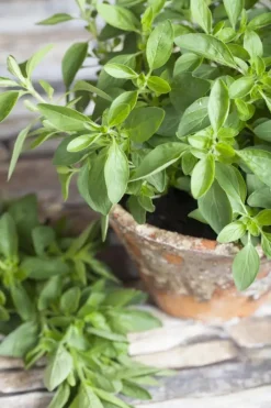 Origanum majorana (Echte marjolein)