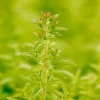 Origanum vulgare 'Compactum' (Marjolein) 15cm