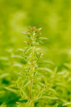 Origanum vulgare 'Compactum' (Marjolein) 15cm