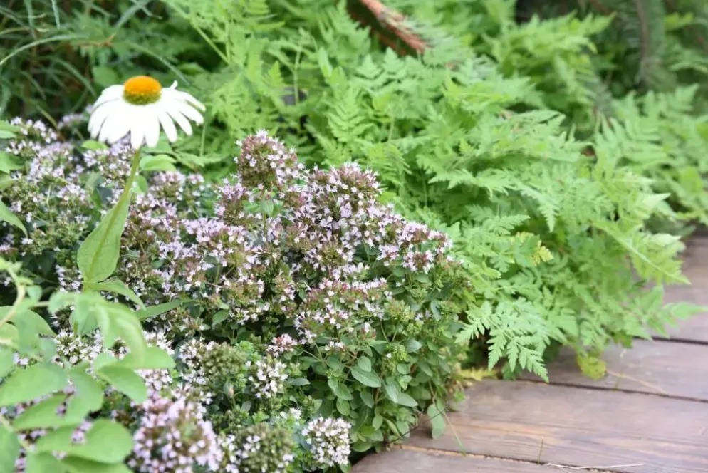 Origanum vulgare 'Compactum' (Marjolein) 15cm