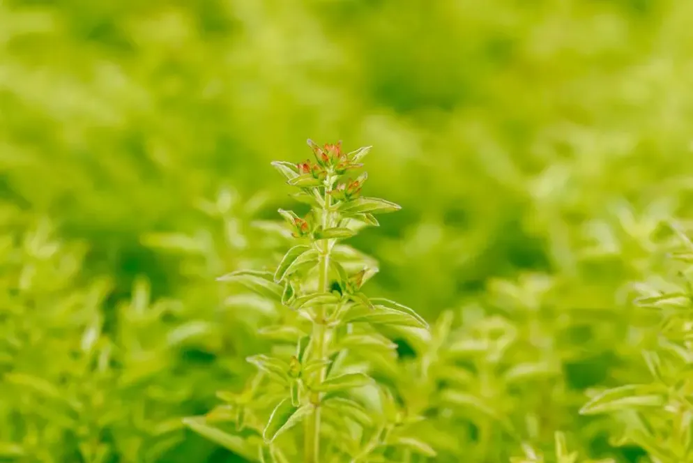Origanum vulgare 'Compactum' (Marjolein) 15cm