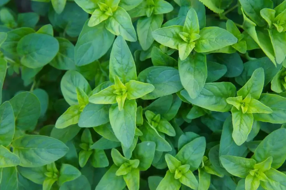 Origanum vulgare 'Compactum' (Marjolein) 15cm