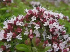 Origanum vulgare 'Compactum' (Marjolein) 15cm