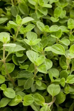 Origanum vulgare 'Compactum' (Marjolein) 15cm