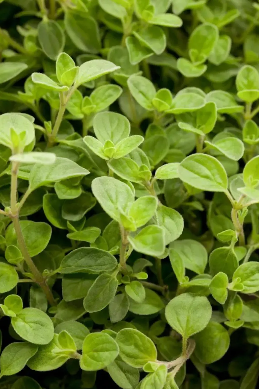 Origanum vulgare 'Compactum' (Marjolein) 15cm