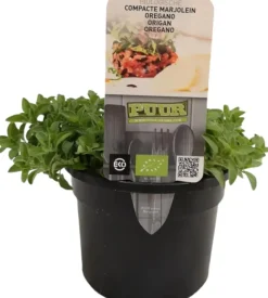 Origanum vulgare 'Compactum' (Marjolein) 15cm