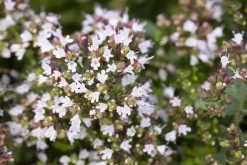 Origanum vulgare 'Compactum' (Marjolein) 15cm
