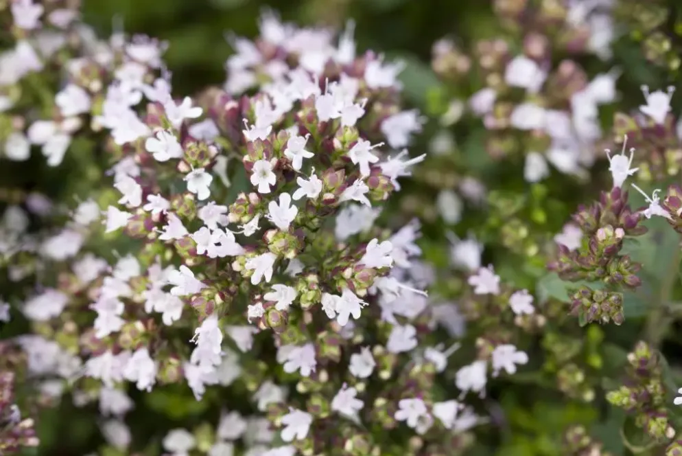 Origanum vulgare 'Compactum' (Marjolein) 15cm
