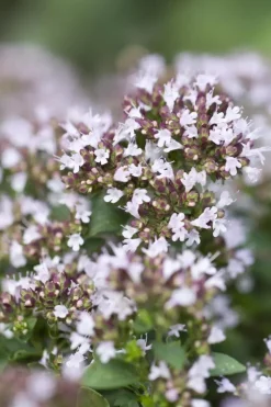 Origanum vulgare 'Compactum' (Marjolein) 15cm