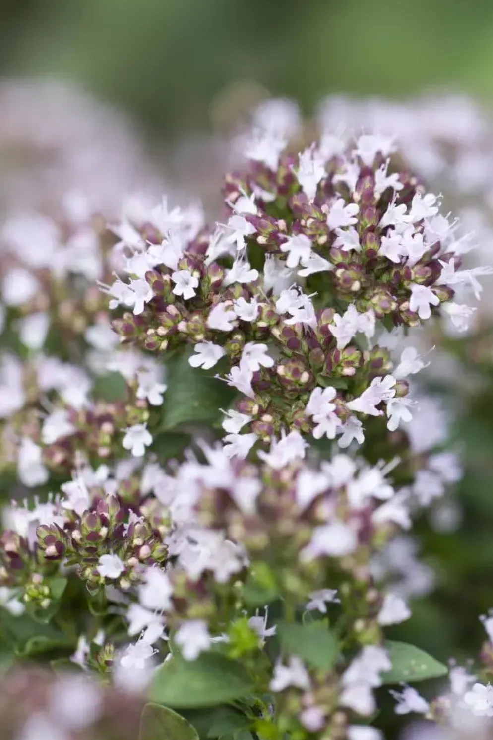 Origanum vulgare 'Compactum' (Marjolein) 15cm