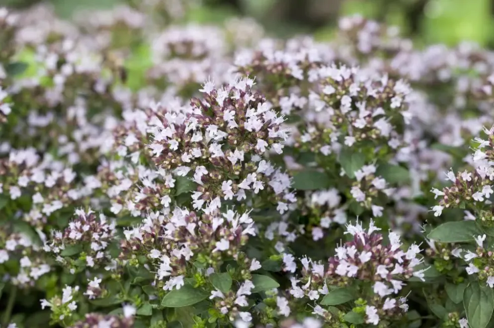 Origanum vulgare 'Compactum' (Marjolein) 15cm