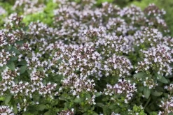 Origanum vulgare 'Compactum' (Marjolein) 15cm