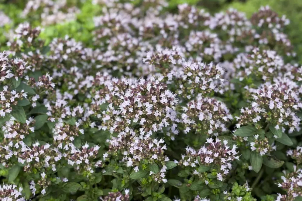 Origanum vulgare 'Compactum' (Marjolein) 15cm