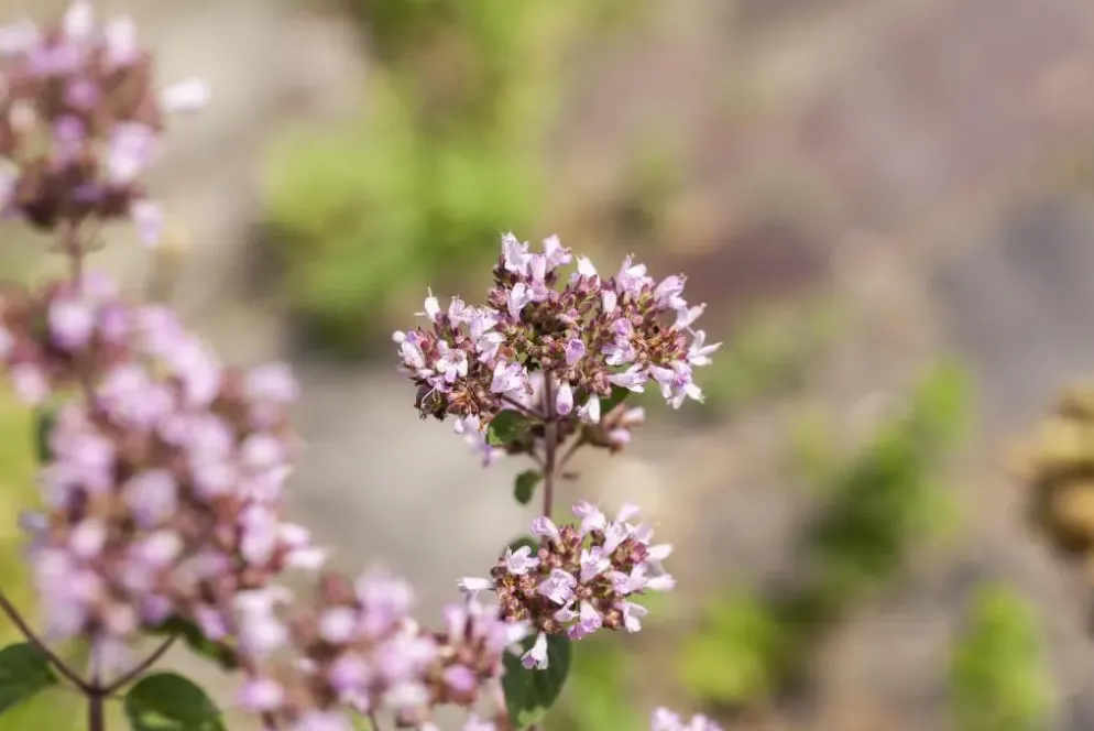 Origanum vulgare (Wilde marjolein)