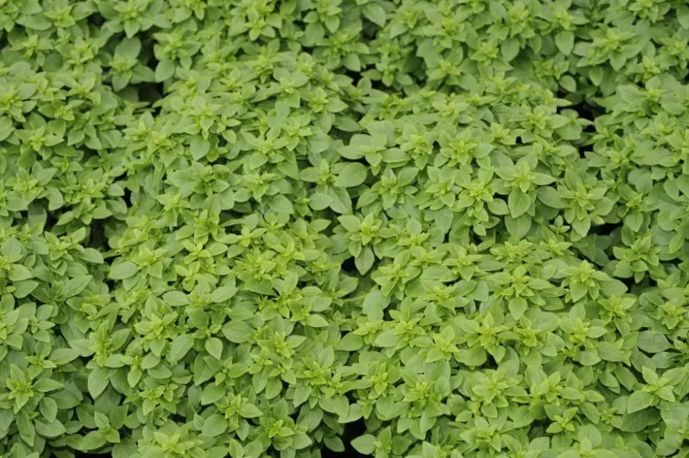 Origanum vulgare (Wilde marjolein)