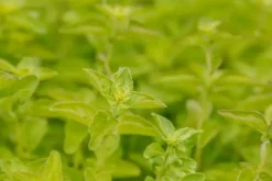 Origanum vulgare (Wilde marjolein)