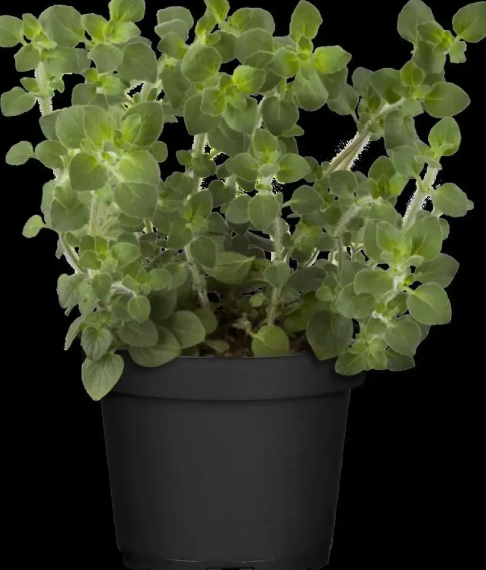 Origanum vulgare (Wilde marjolein)