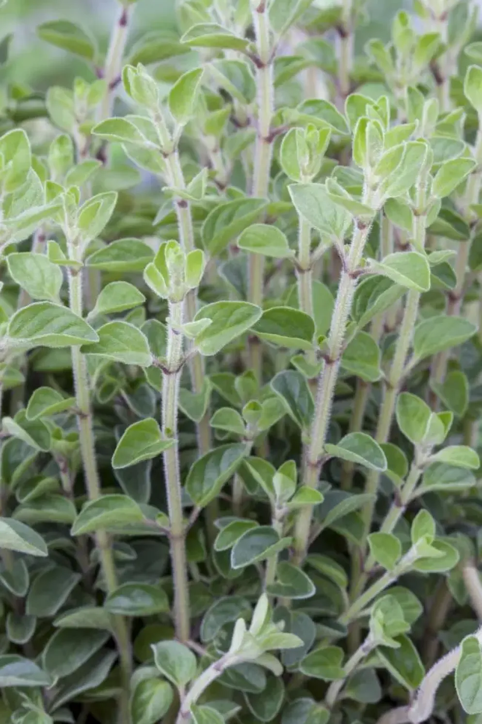 Origanum vulgare (Wilde marjolein)