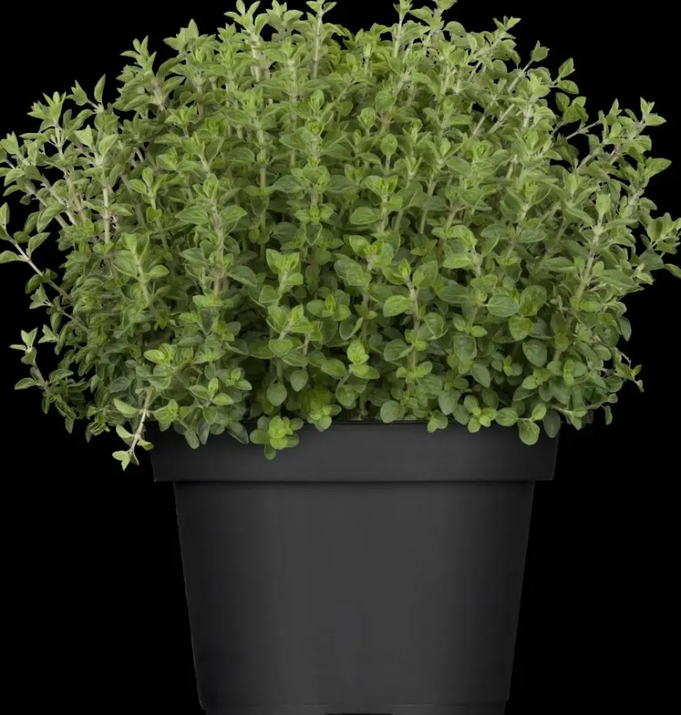 Origanum vulgare (Wilde marjolein)