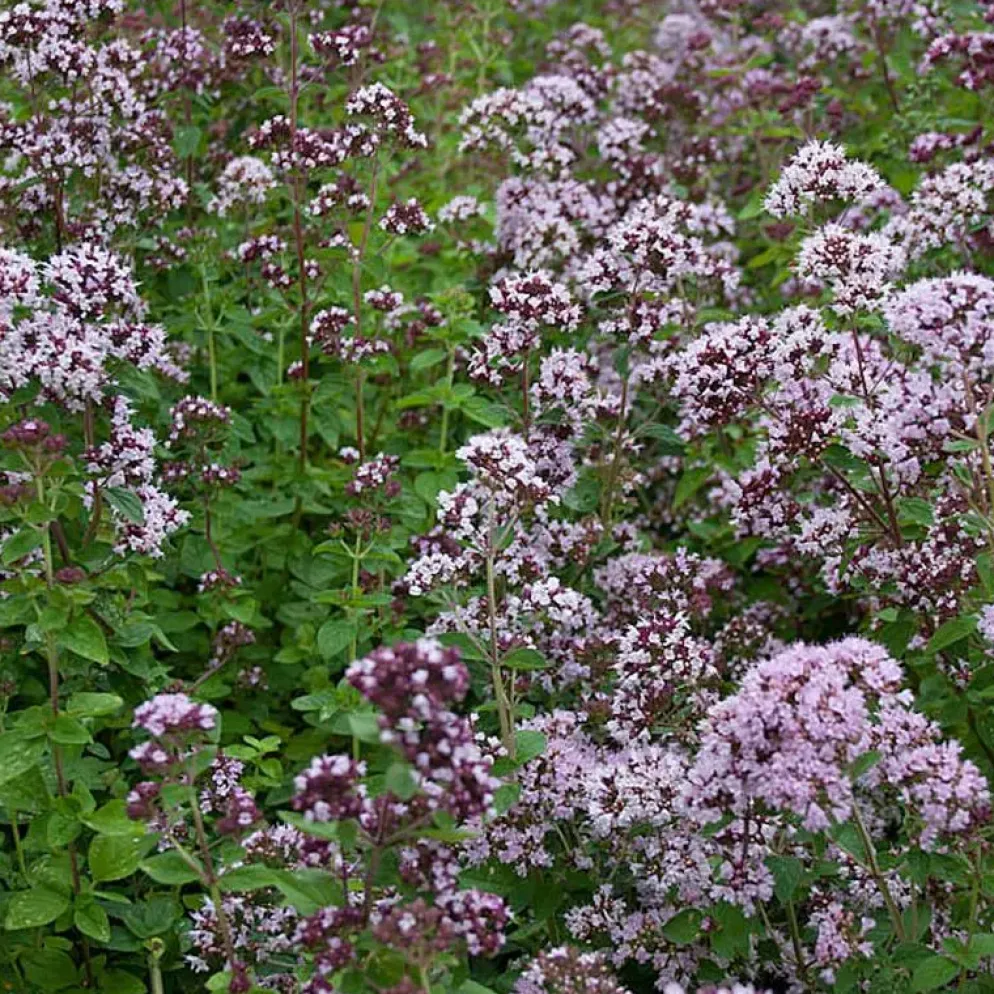 Origanum vulgare (Wilde marjolein)