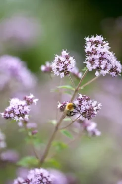 Origanum vulgare (Wilde marjolein)