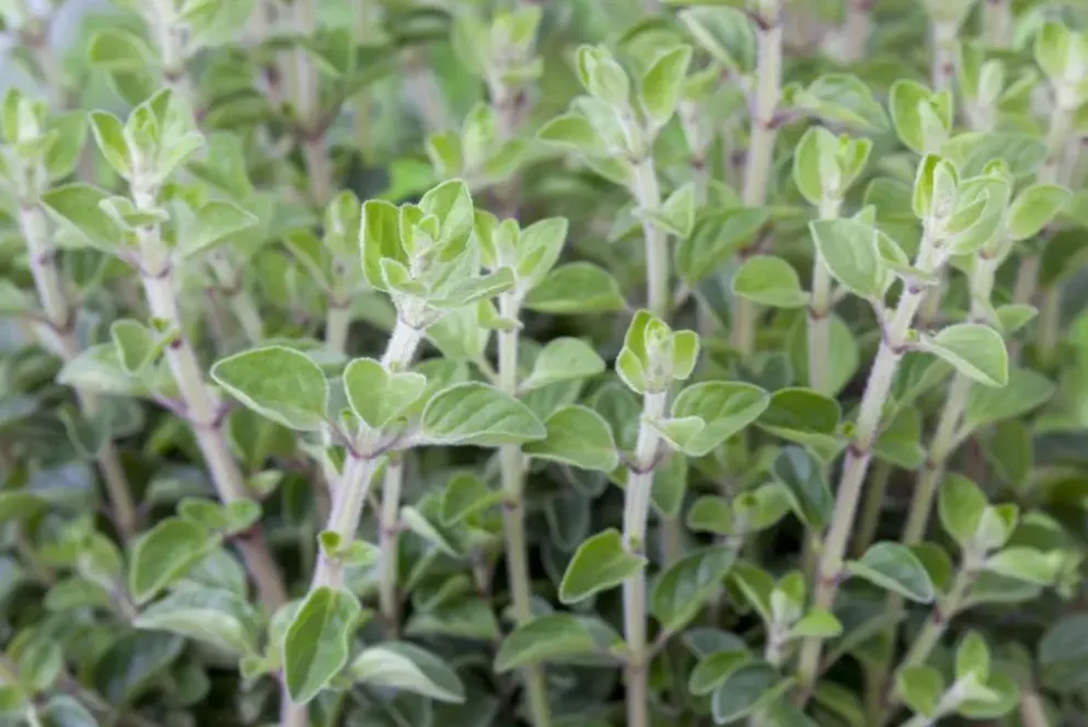 Origanum vulgare (Wilde marjolein)